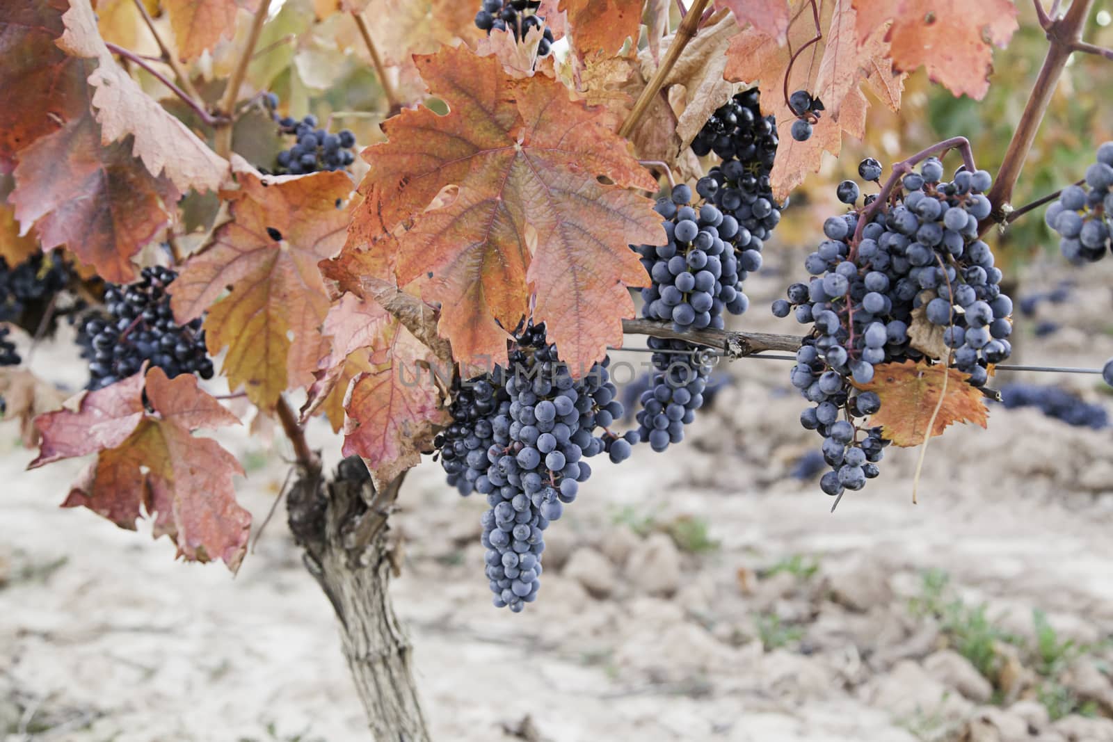 Grape vines in the field, detail plantation of fruit, wine