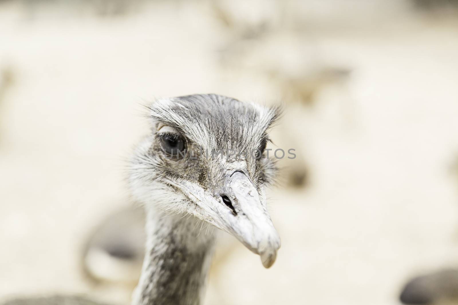 Ostrich head by esebene