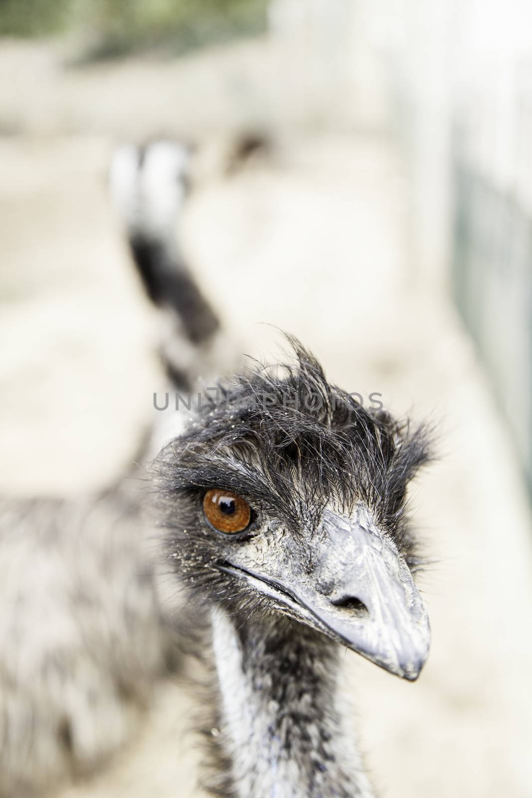 Ostrich head, detail of a giant bird, wild animal