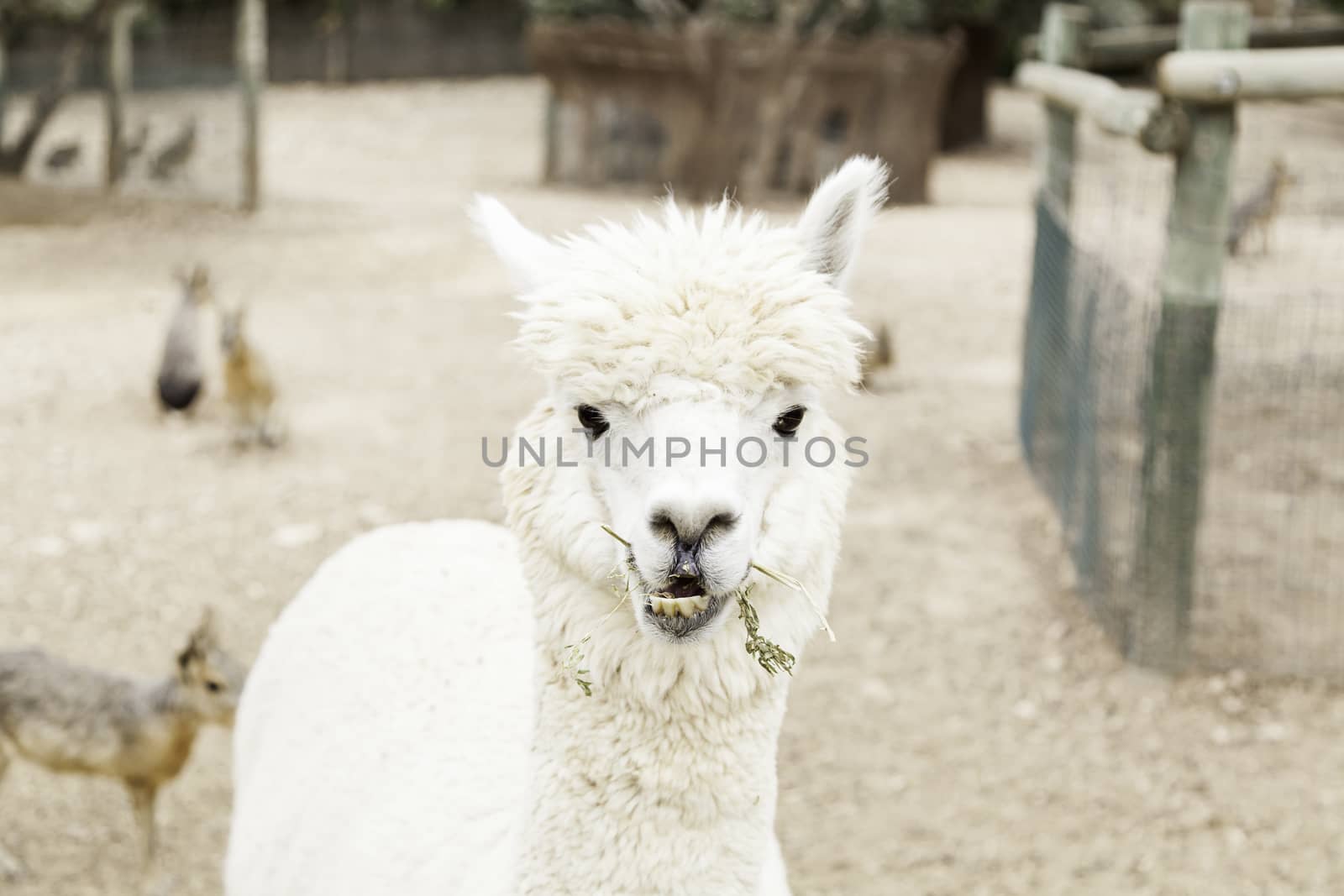 White alpaca, detail animal nature mammal