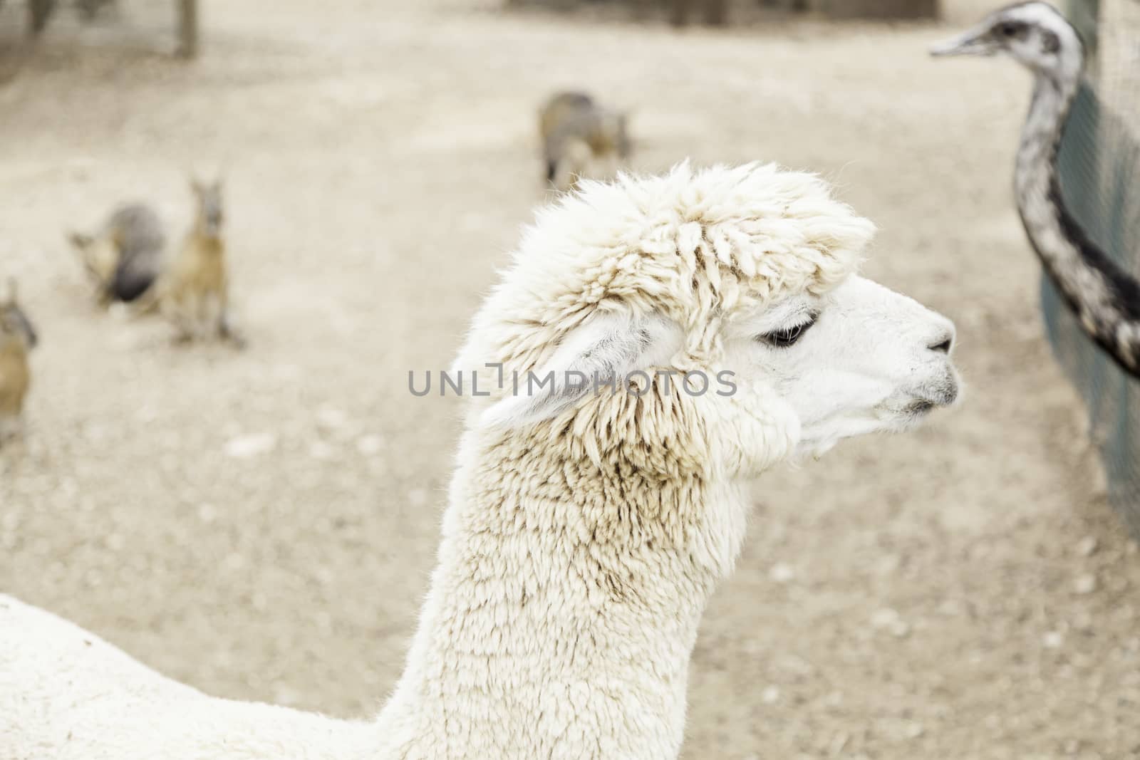 White alpaca by esebene