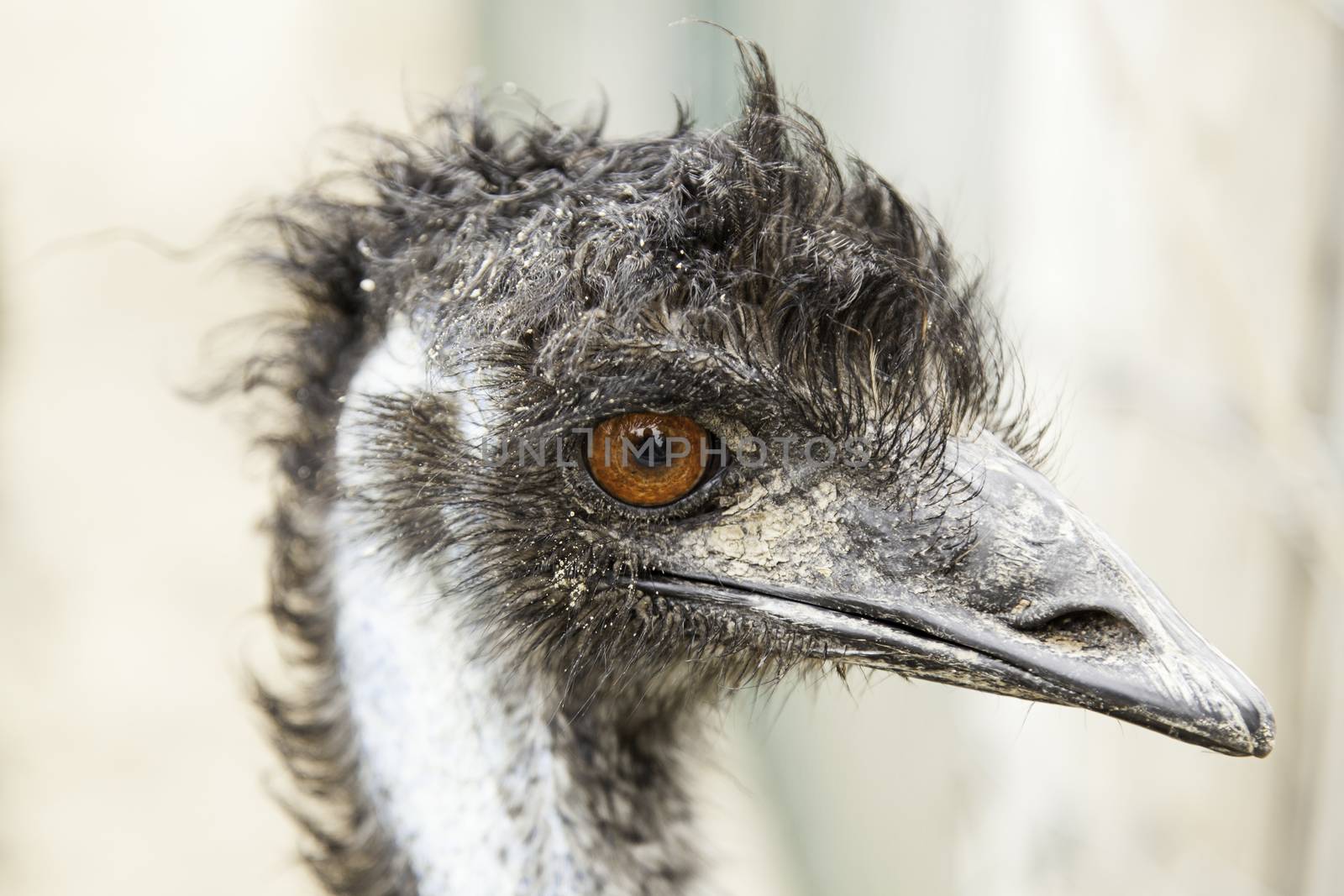 Ostrich head by esebene