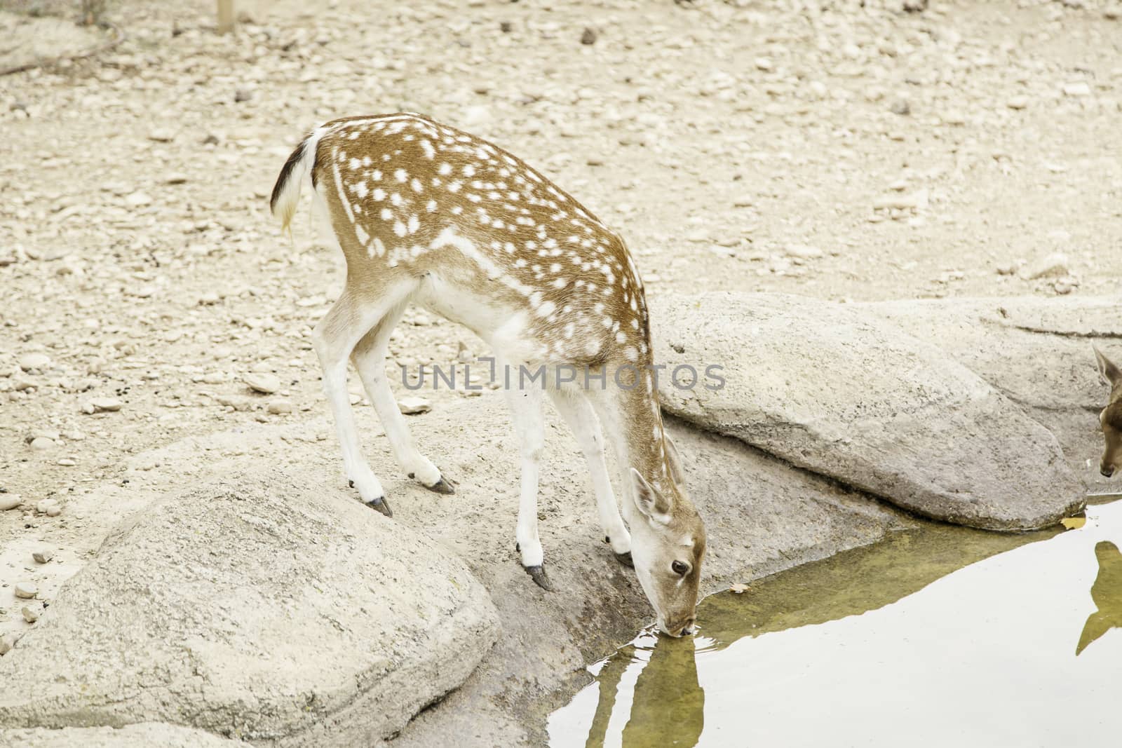 Deer drinking, detail animal nature mammal