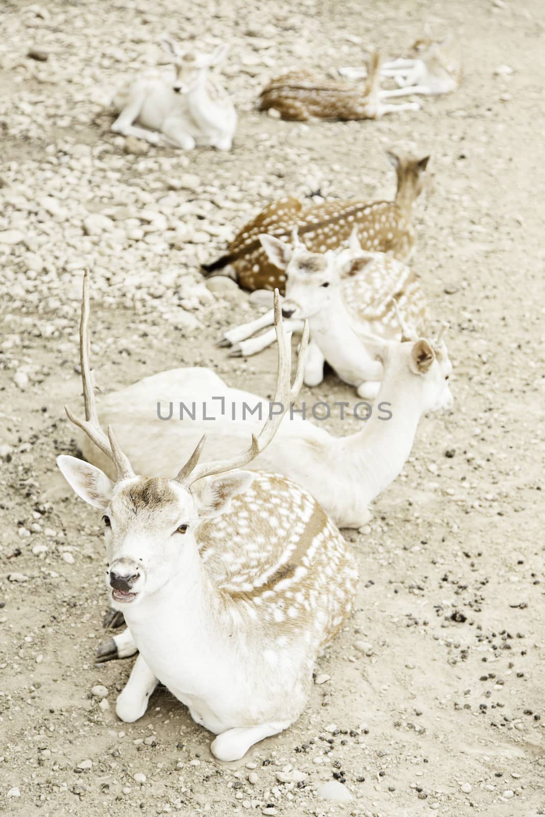 Deer in nature by esebene