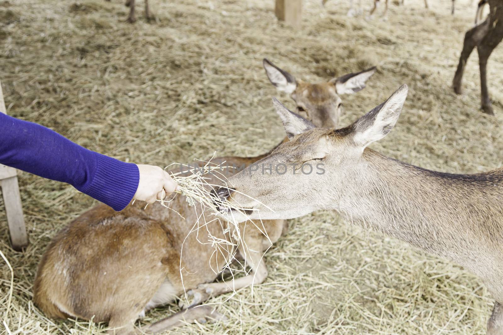 Feeding deer, detail of a person feeding animals, mammals
