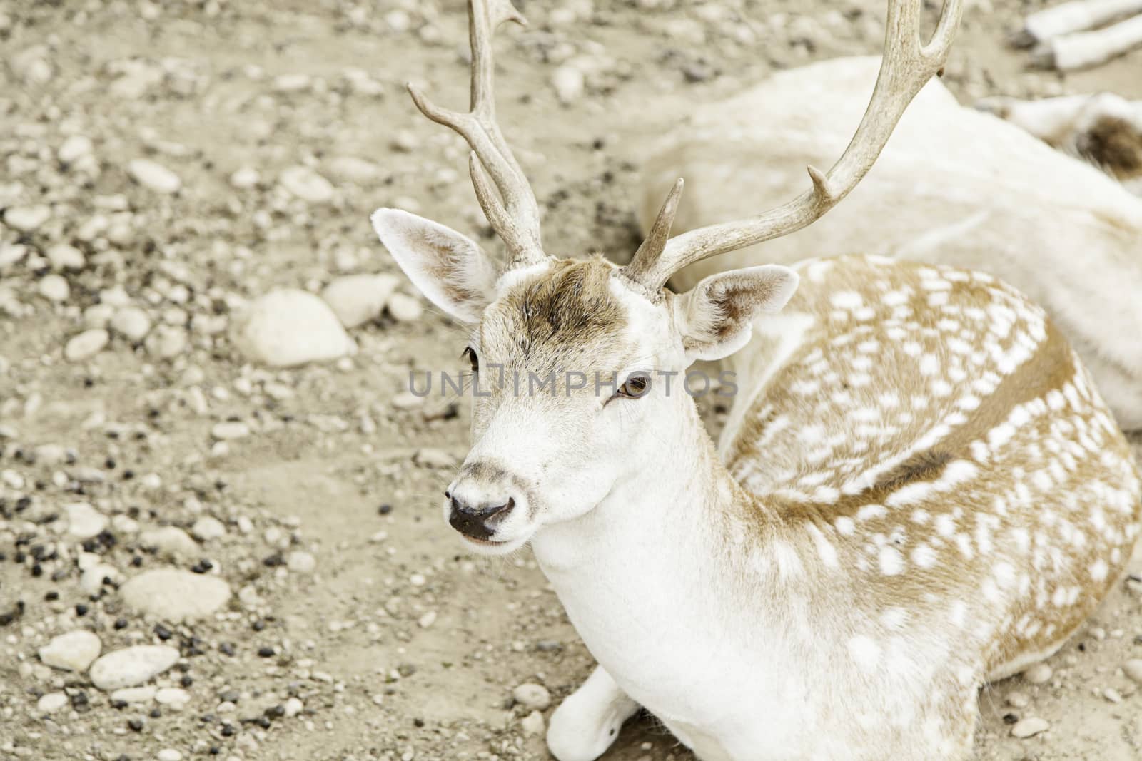 Deer in nature, detail of mammals
