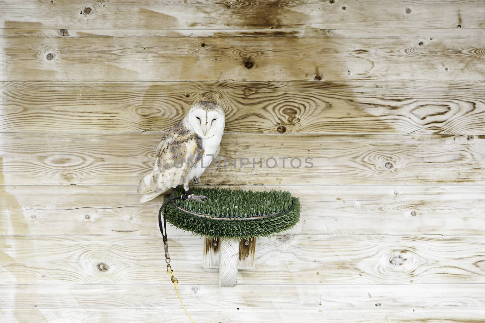 Wild owl in captivity by esebene