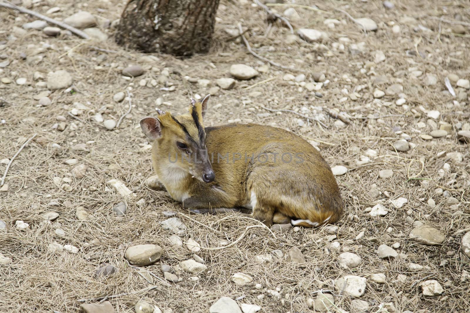 Deer in nature, detail of mammals