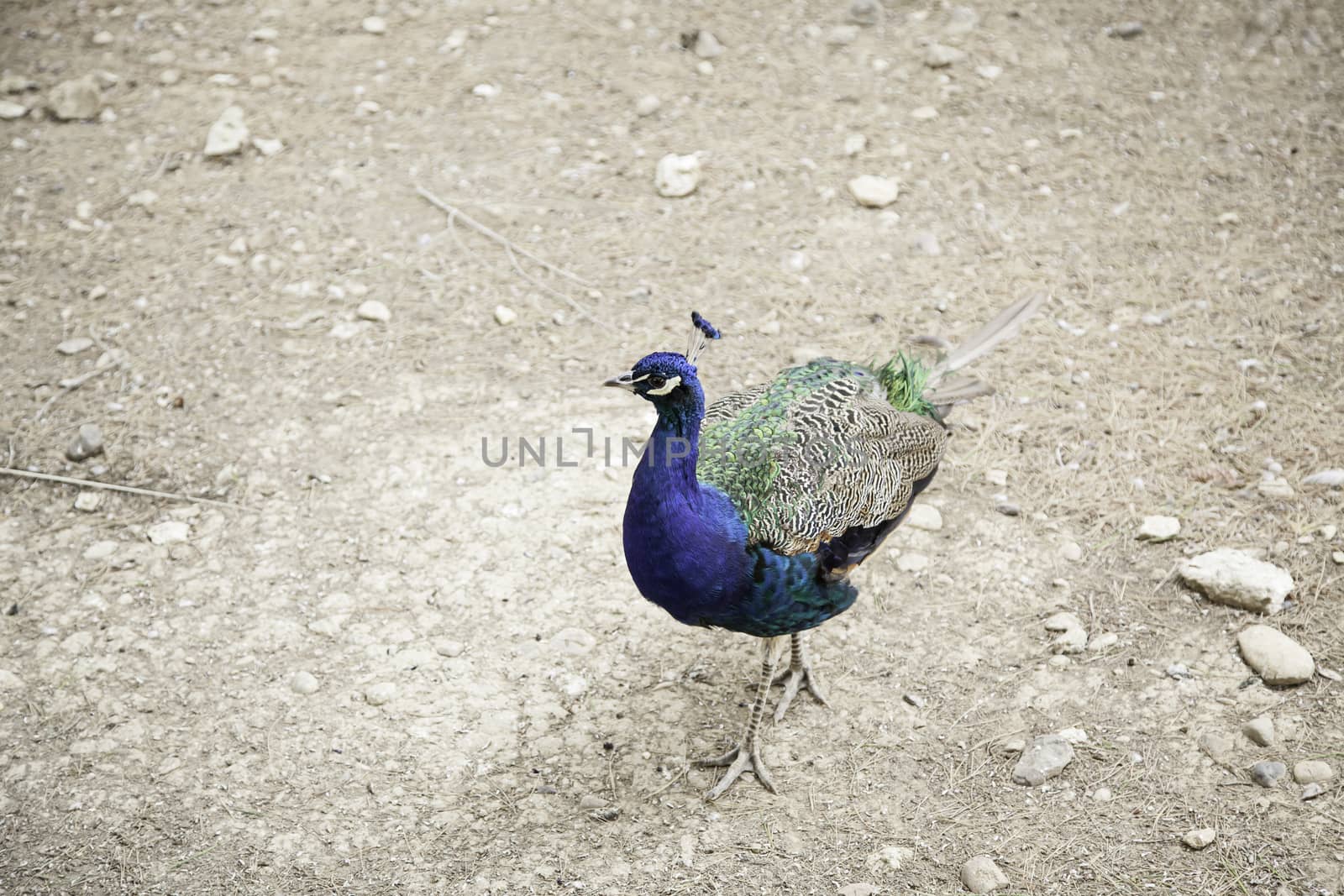 Peacock in nature, exotic bird in a forest