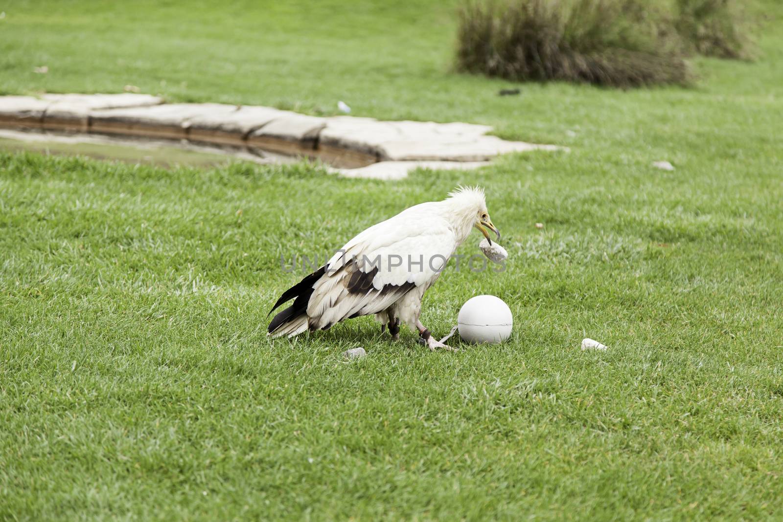 Wild vulture in captivity, detail of a wild bird
