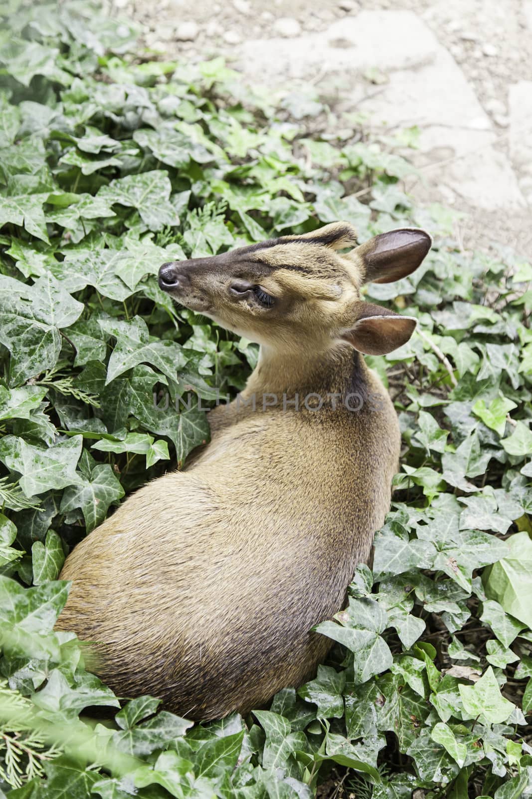 Deer in nature by esebene