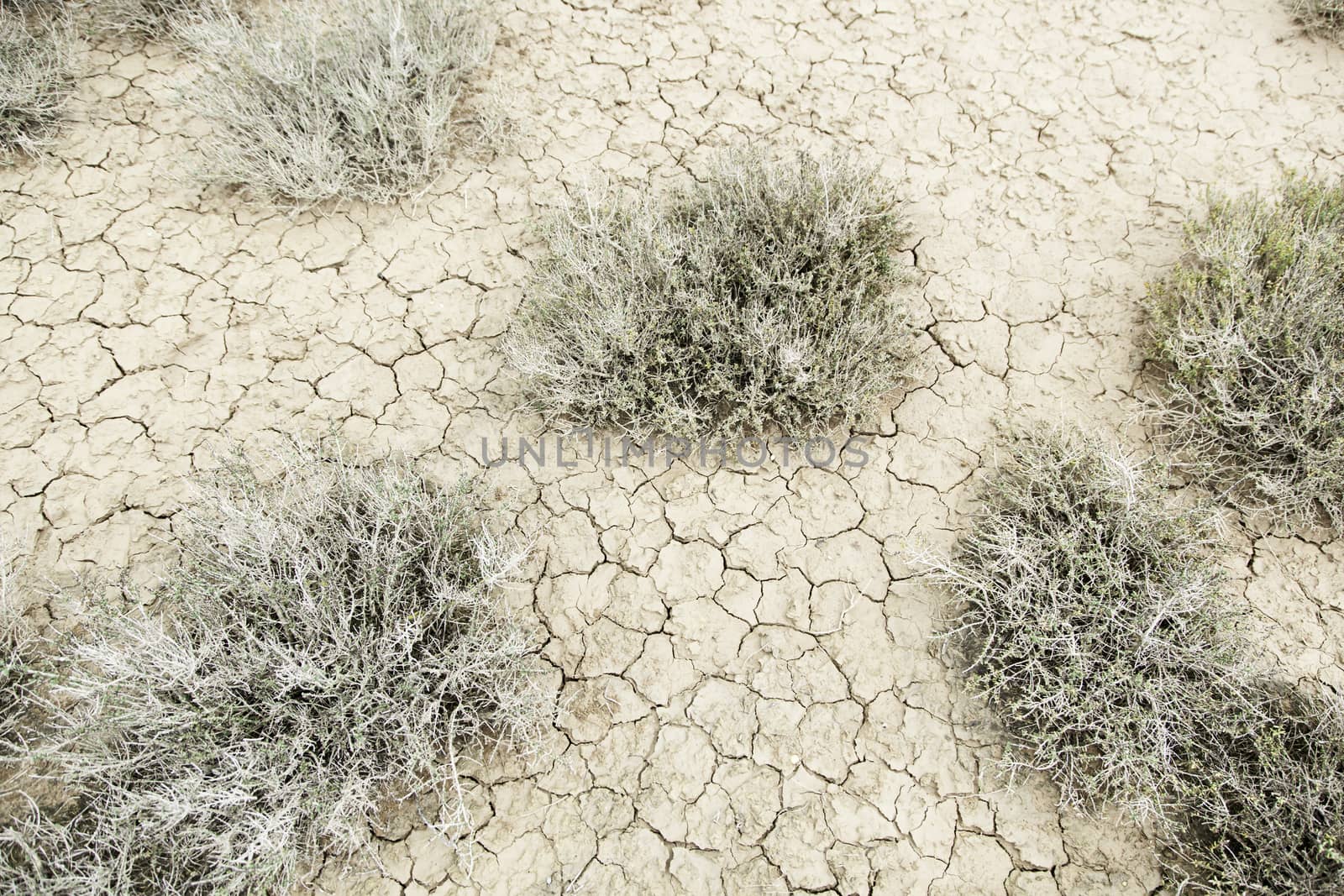 Drought in the desert, detail of environmental disaster