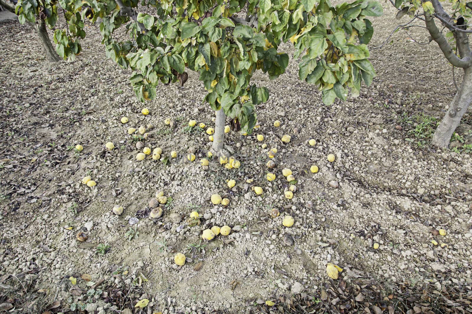 Quinces fallen on the floor, detail of fruit roll