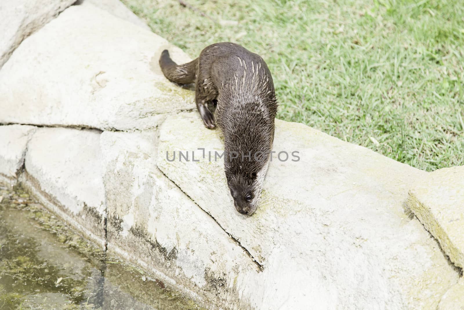 Otter eating fish by esebene