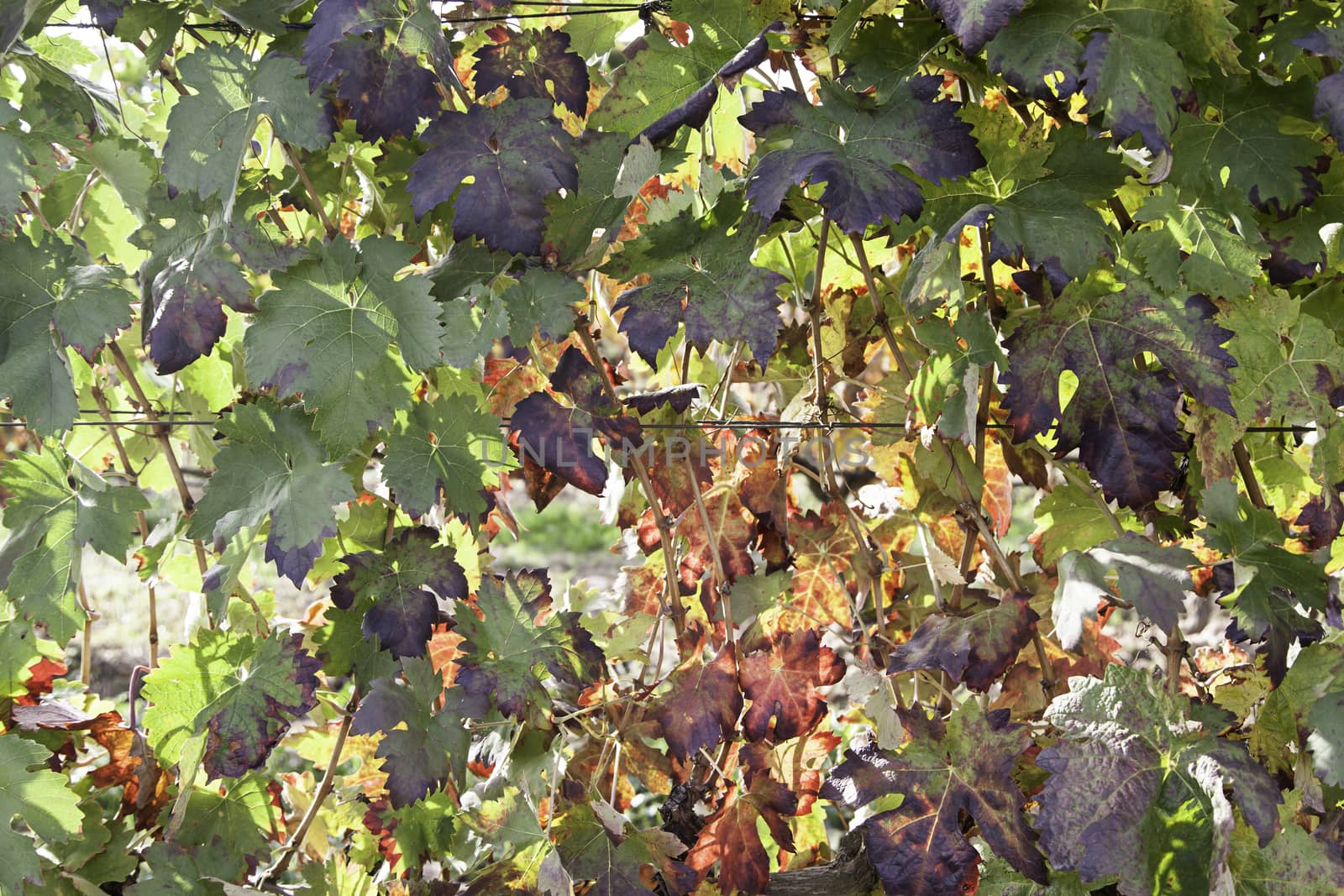 Vines in the field, detail of a growing vines, fruit and grapes