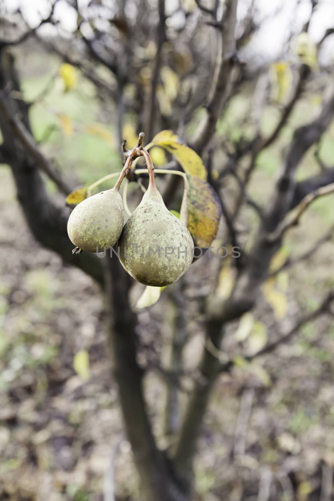 Pears on a tree, detail of fruit growing in the wild