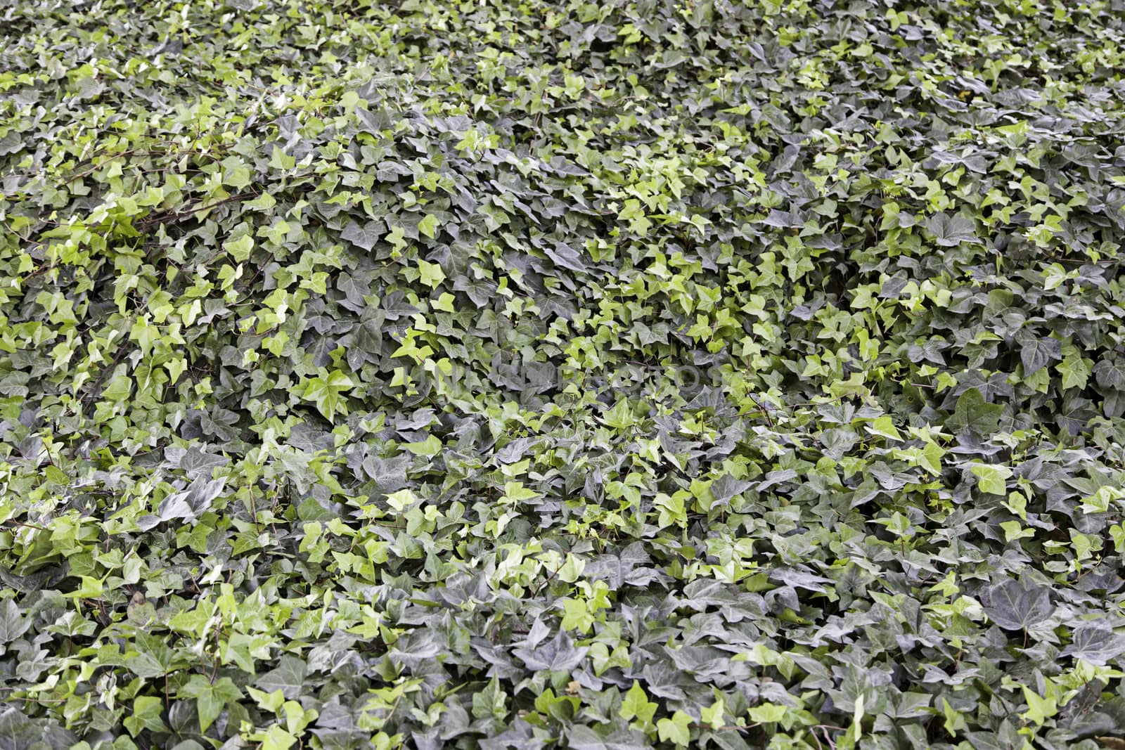 Wild grasses in nature, detail of green plants, textured background
