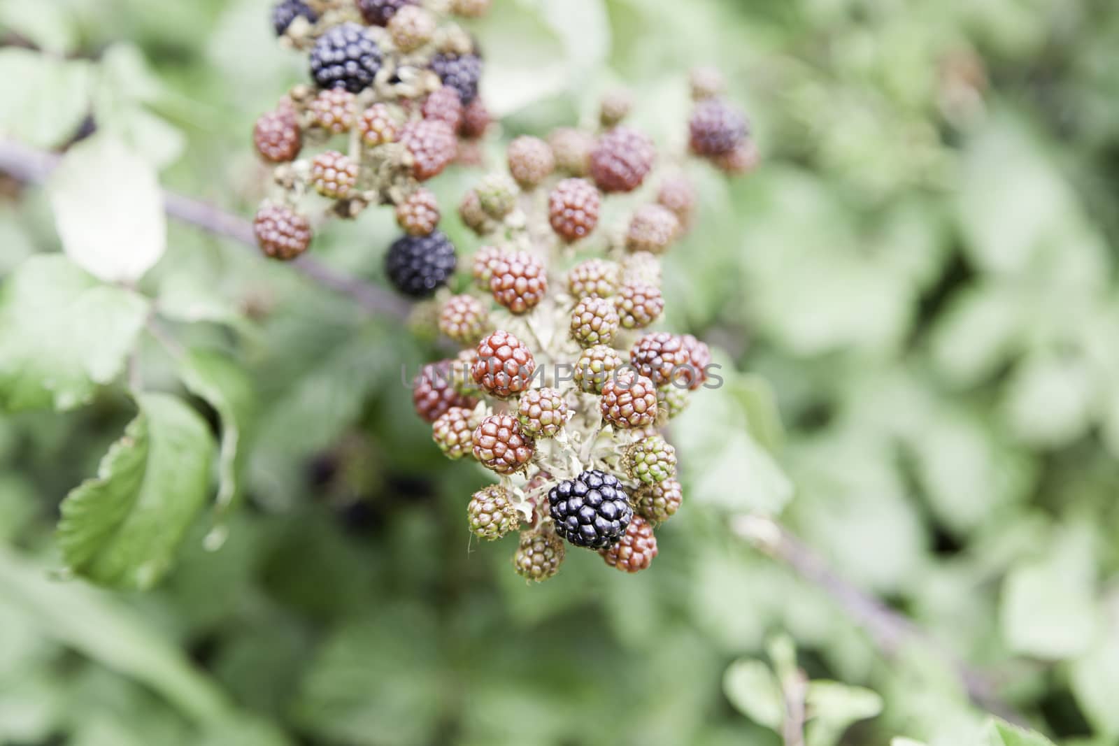 Wild blackberries in nature detail fresh fruit