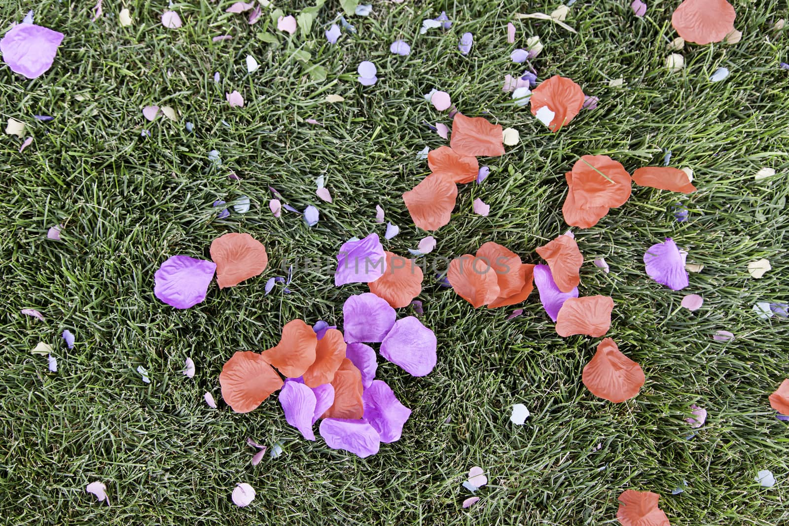 Blue and red petals, detail of celebration