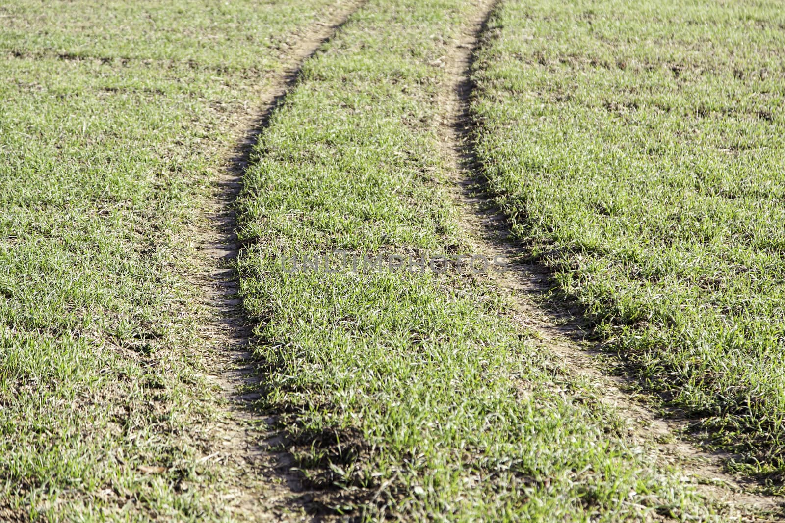 Tire marks in the grass, detail of footprints in the field