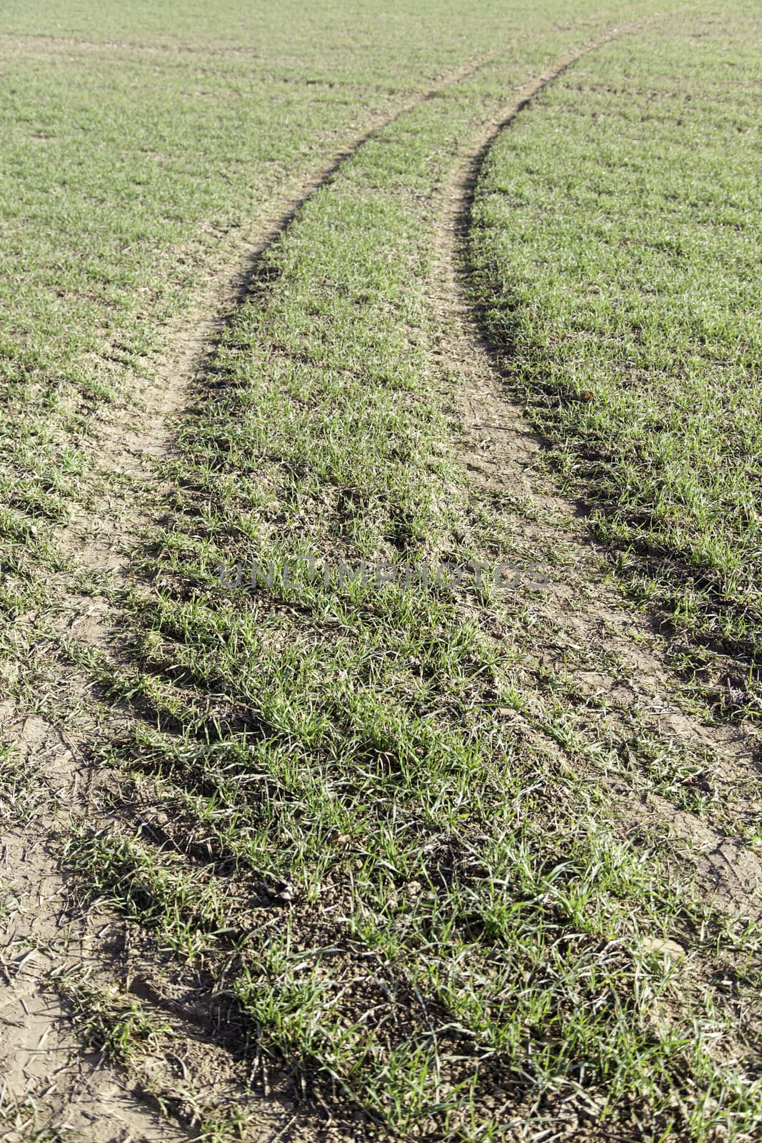Tire marks in the grass, detail of footprints in the field