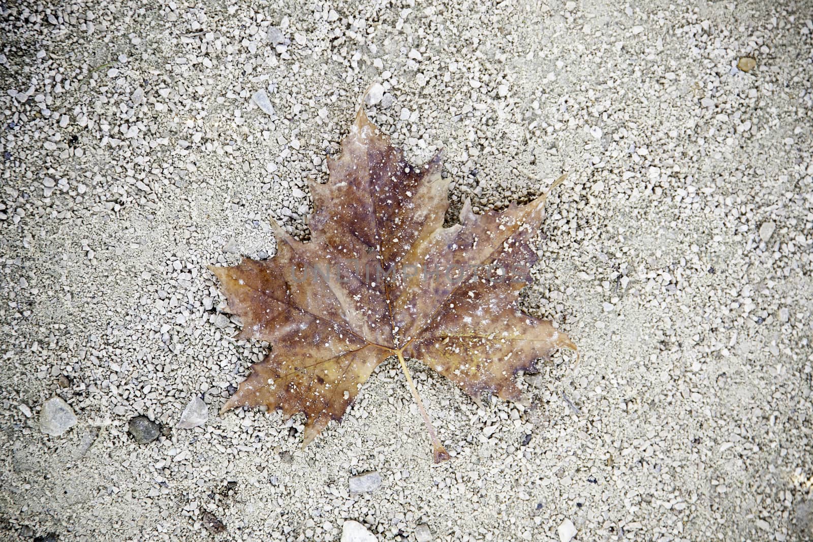 Autumn leaf on the floor by esebene