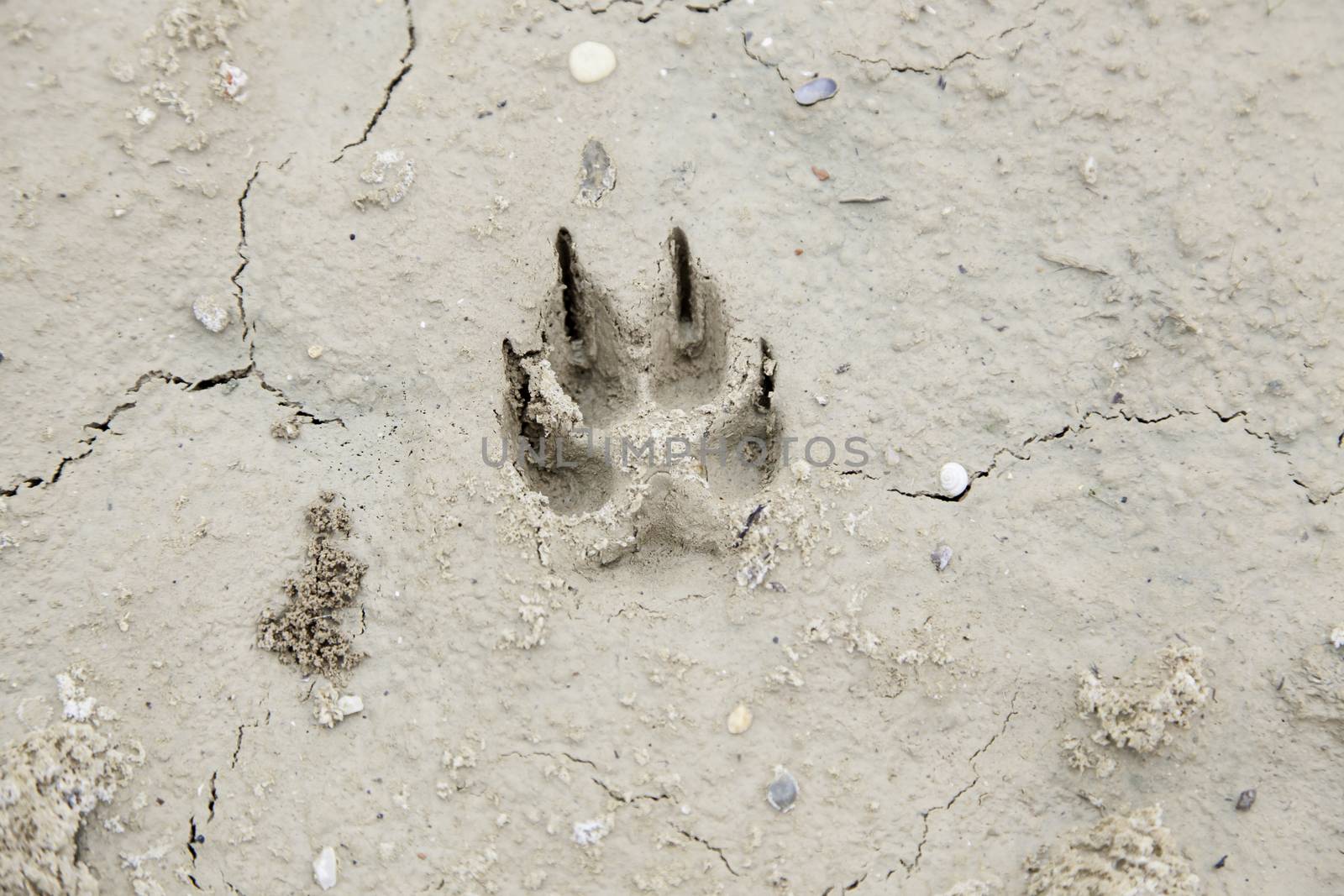 Dog footprints in the mud, detail footprint of a pet, signal and marks