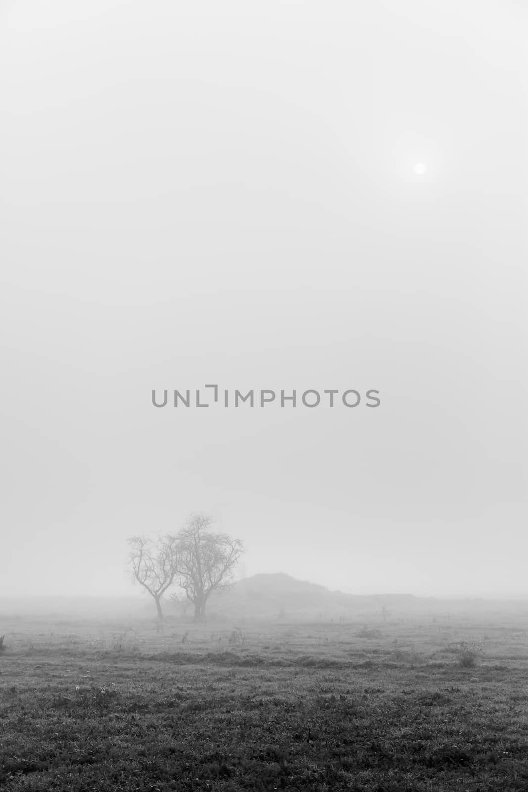 Dry tree in the mist by esebene
