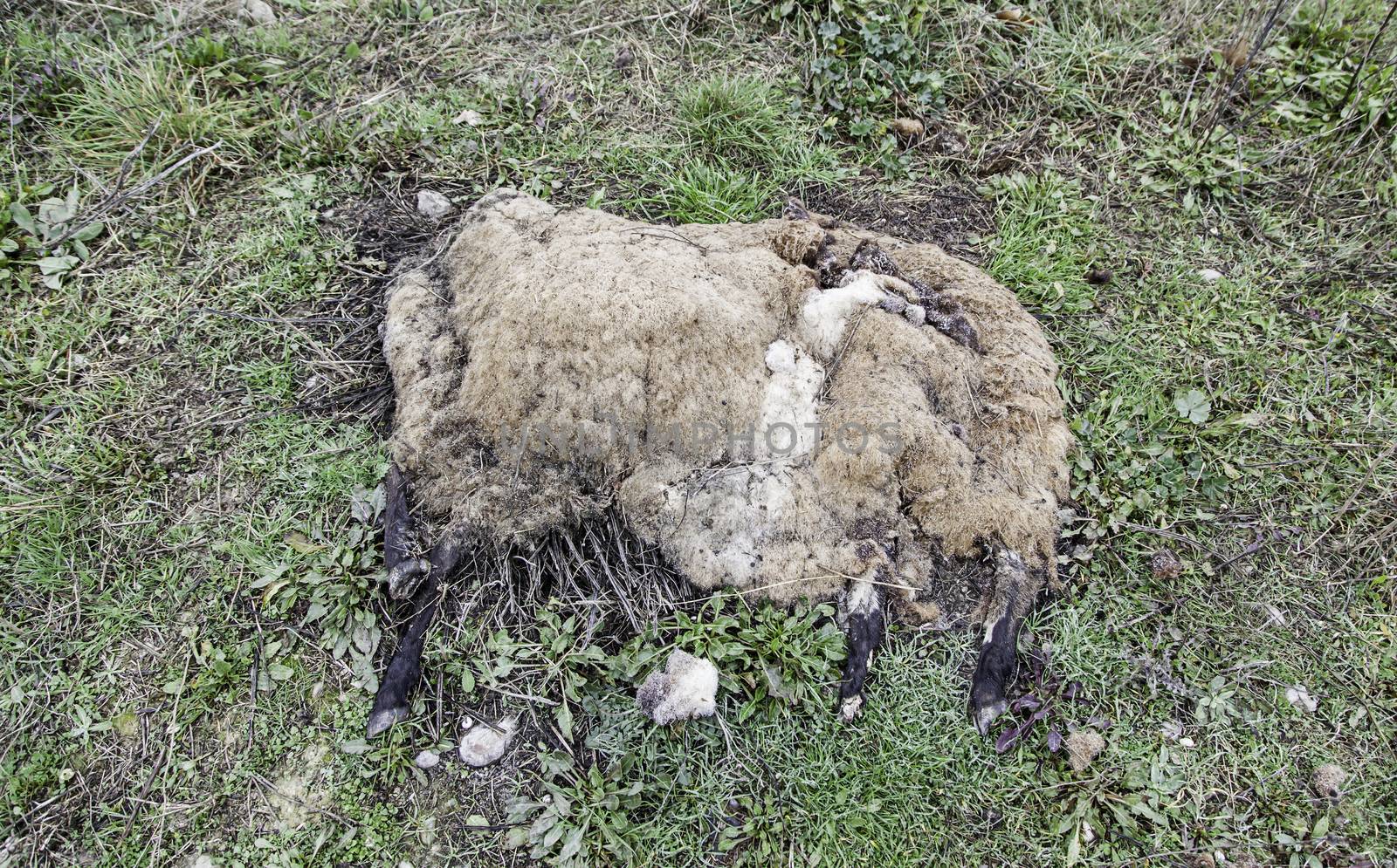 Dead sheep in the field, detail of an animal in decomposition