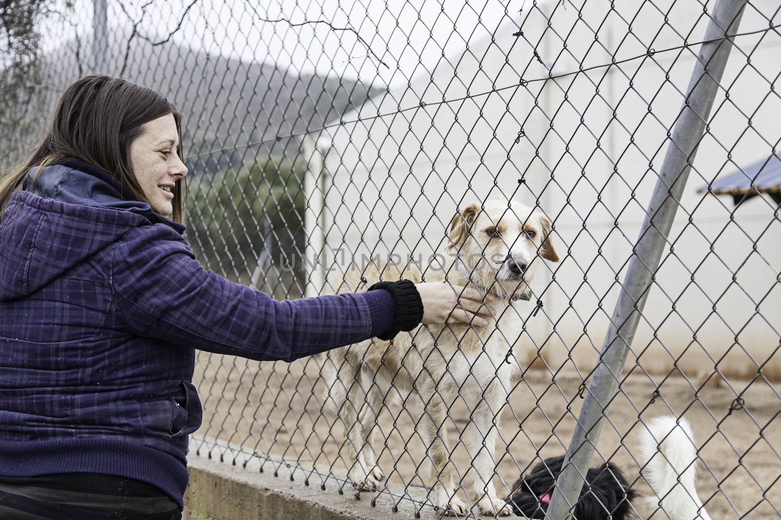 Woman petting stray dogs by esebene