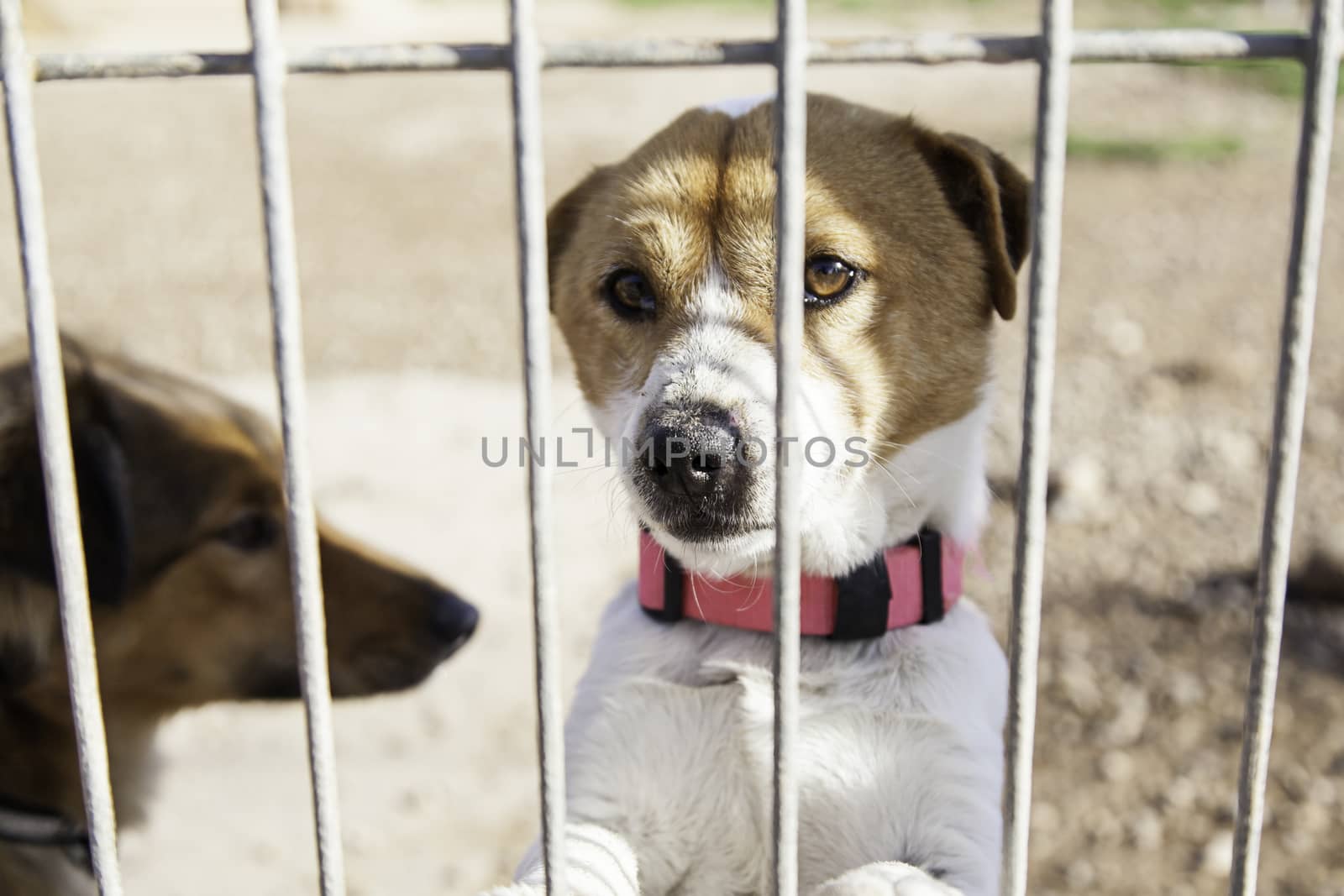 Abandoned dog and caged animal abuse and neglect