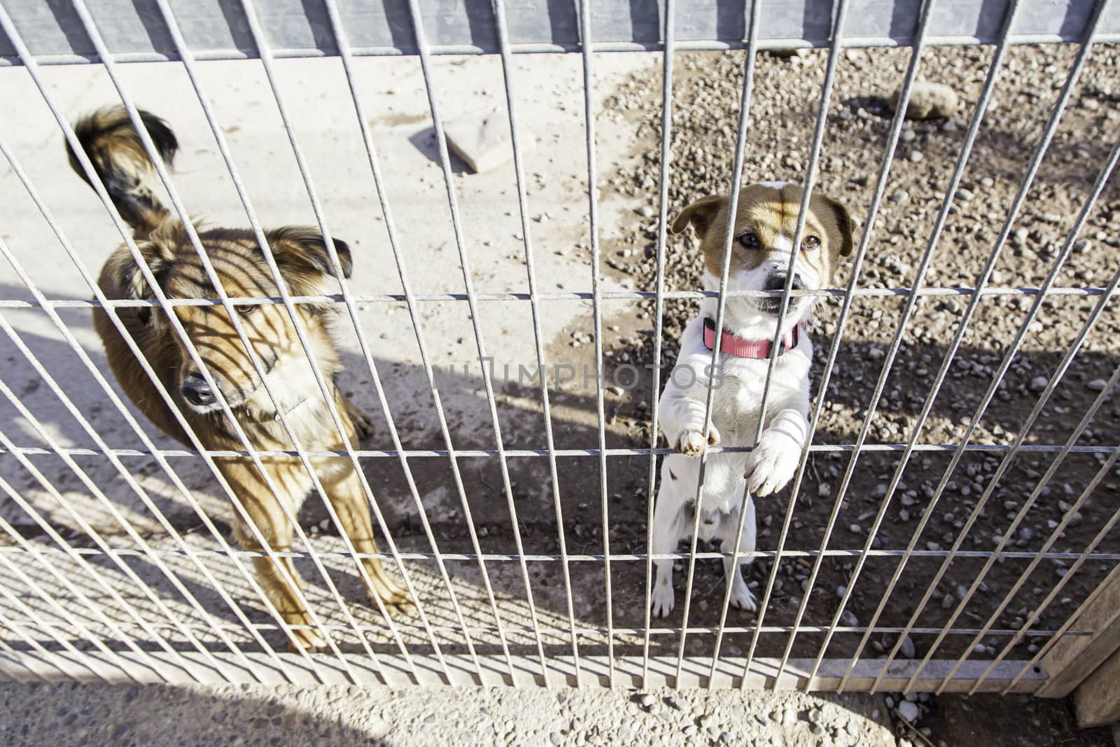 Abandoned dog and caged animal abuse and neglect