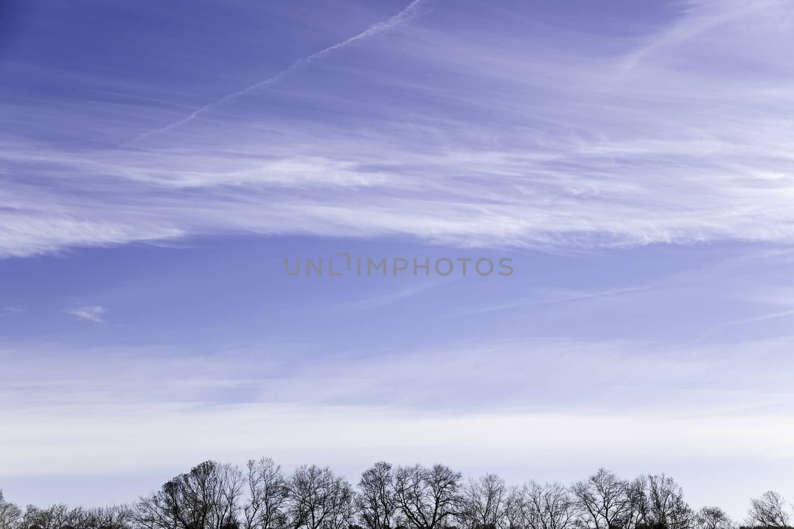 Sky and trees in the wild by esebene