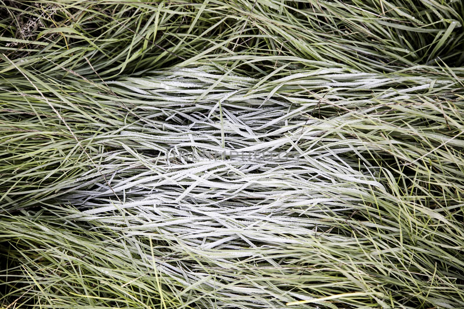 Frozen grass in winter detail ice field, cold and freezing