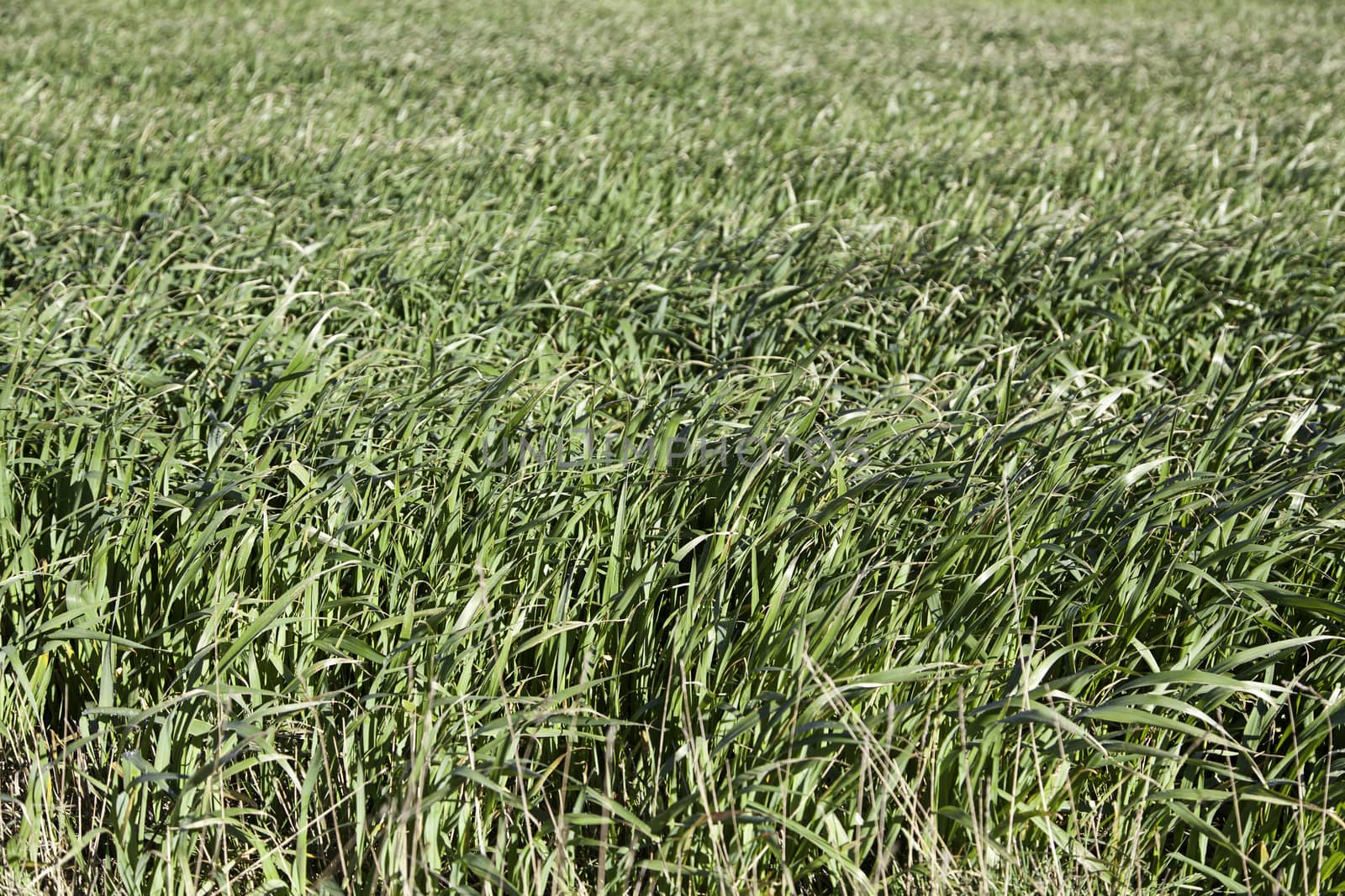Background of fresh grass by esebene