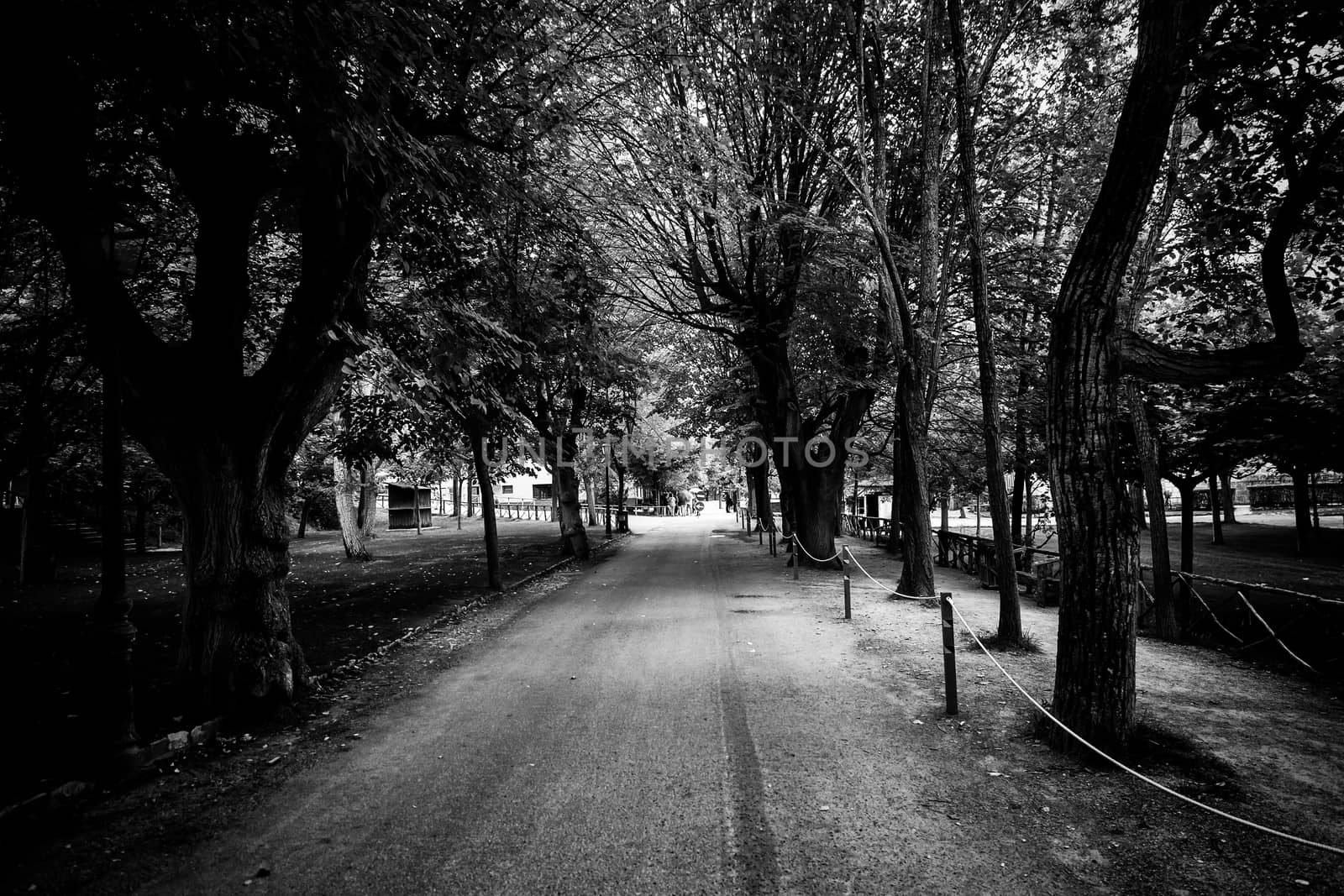 Trees on a nature walk by esebene