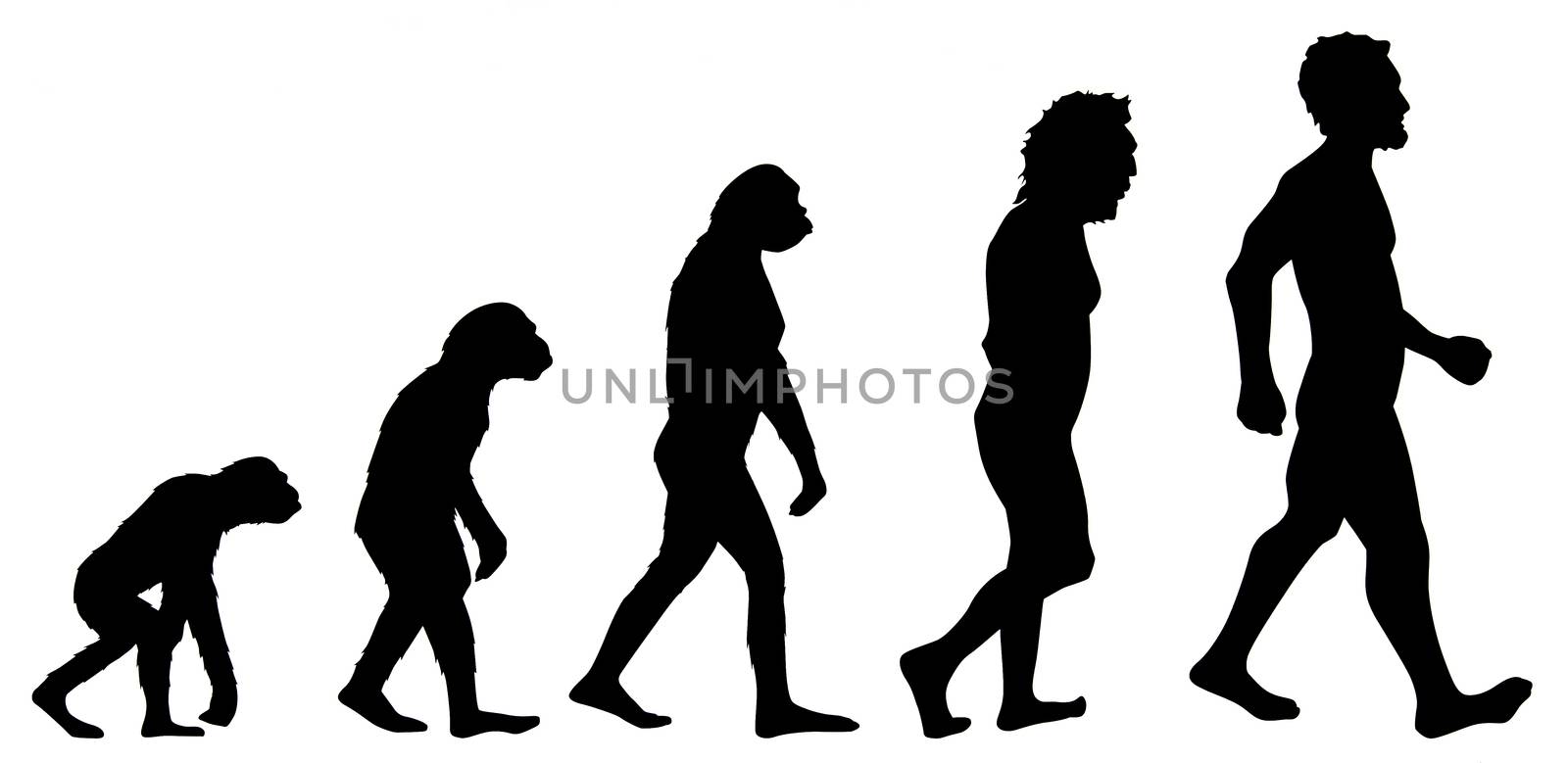 Graphic of human evolution, detail of the history of evolution, education