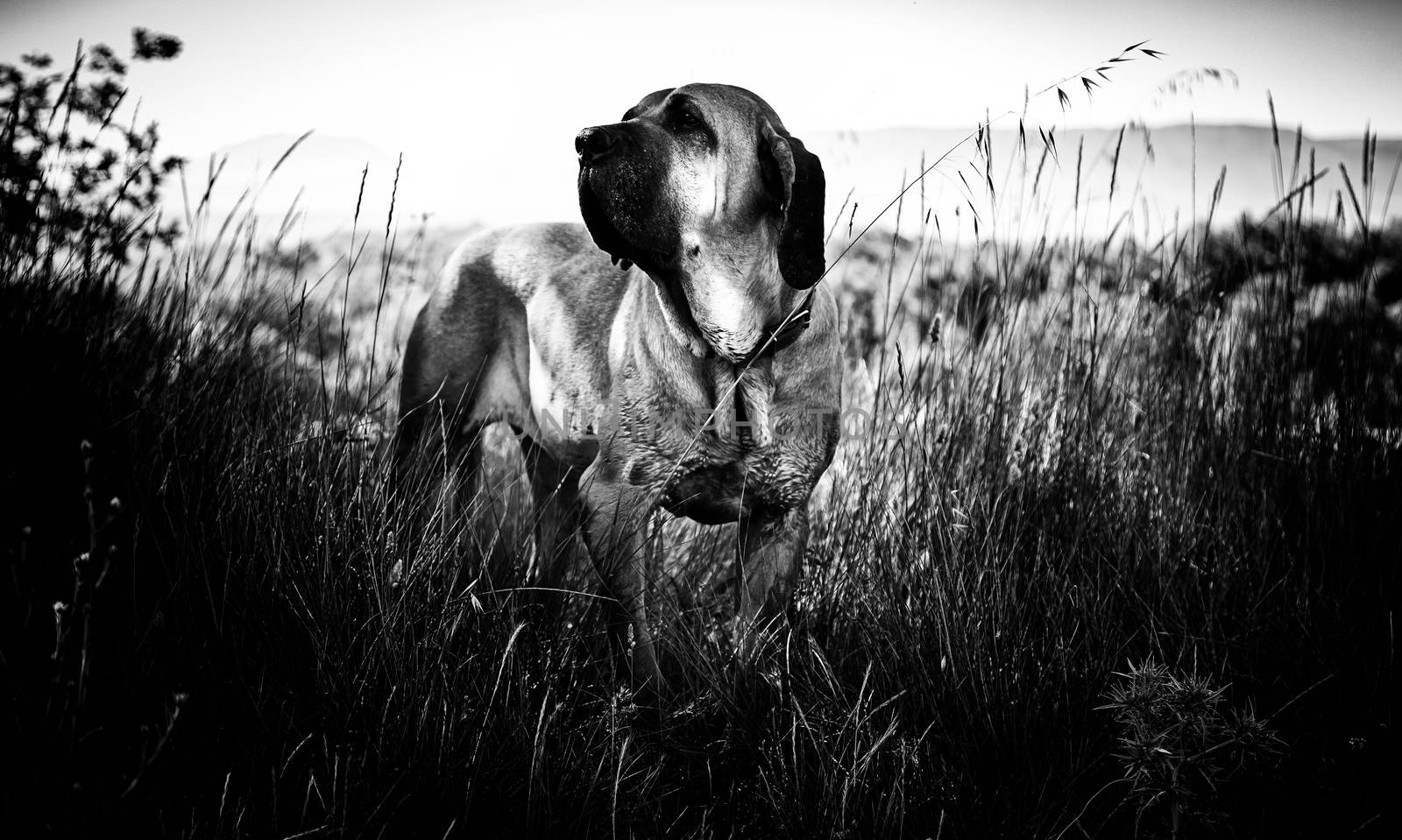 Dog hound in nature, detail of a domestic animal enjoying in nature