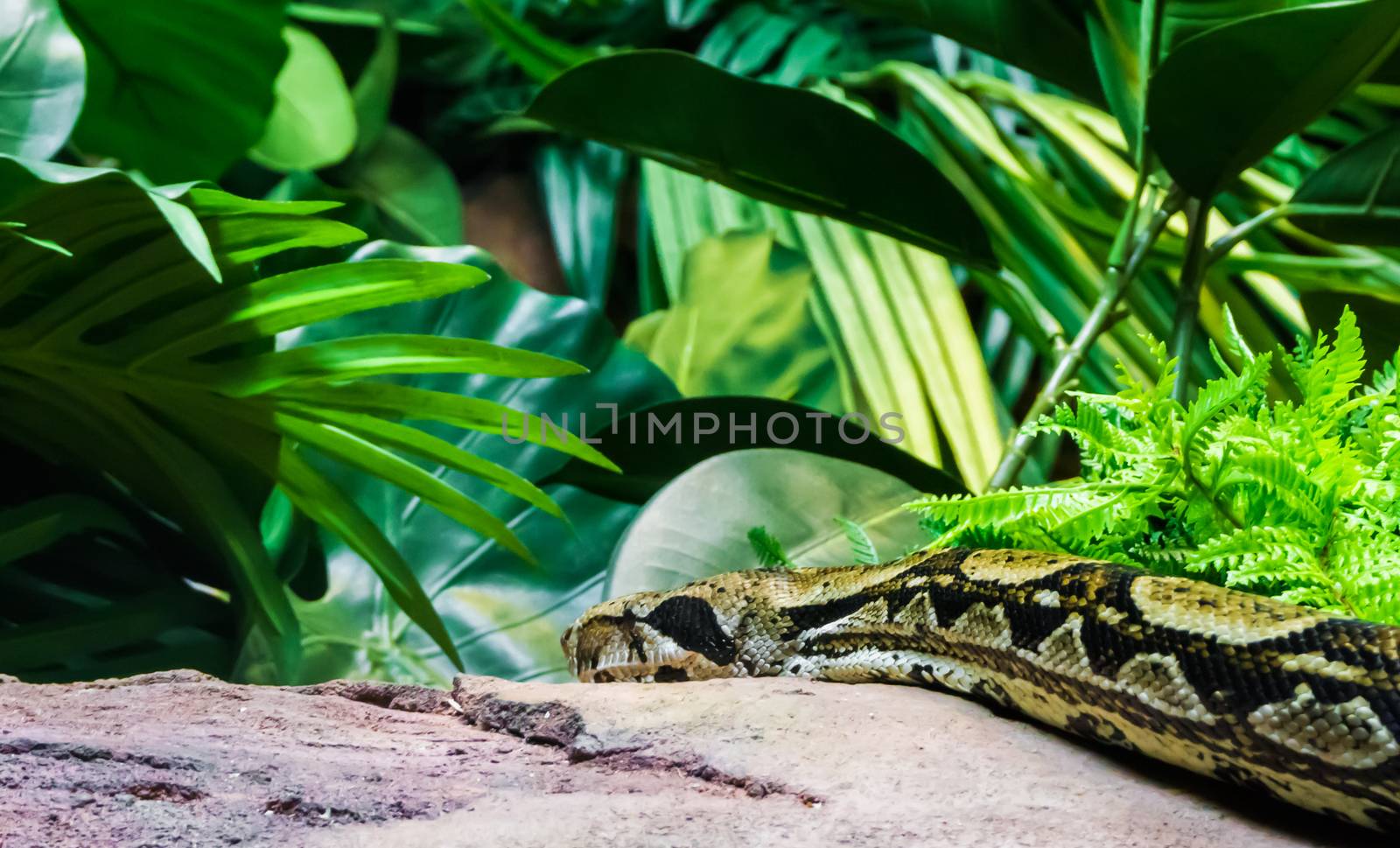 Boa constrictor crawling over a stone rock in a rain forest landscape scenery wildlife animal reptile portrait