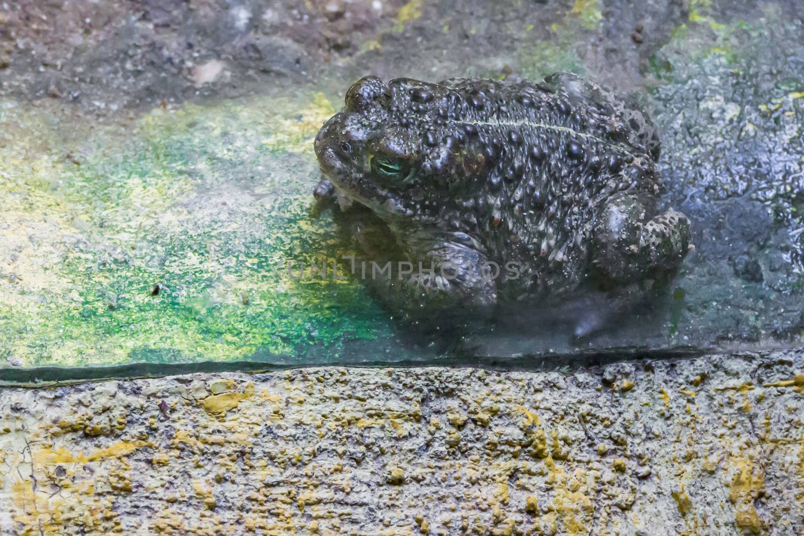 bufo toad with a a green in closeup amphibian forest animal portrait