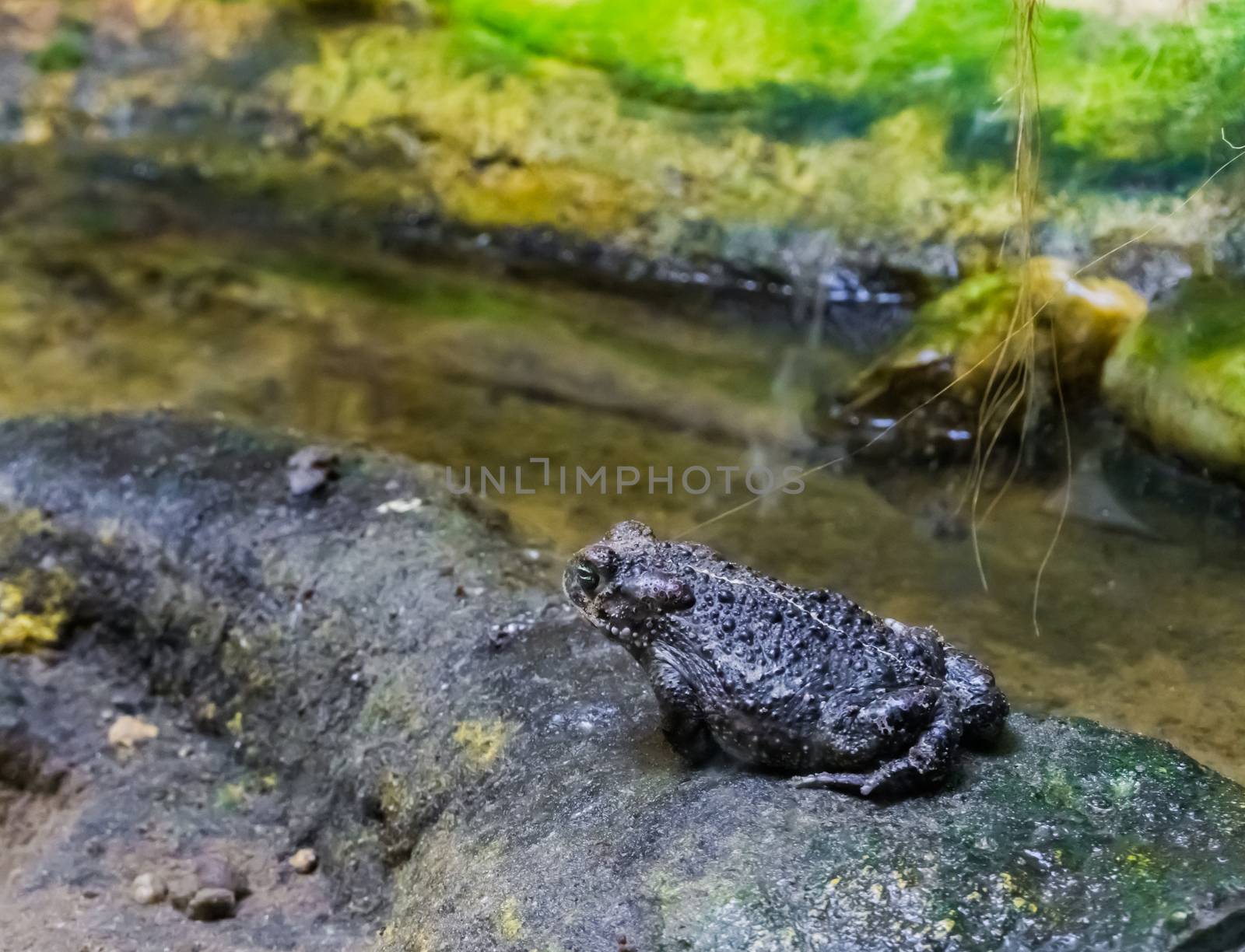 nasty bufo toad sitting at a water river stream amphibian animal closeup portrait by charlottebleijenberg