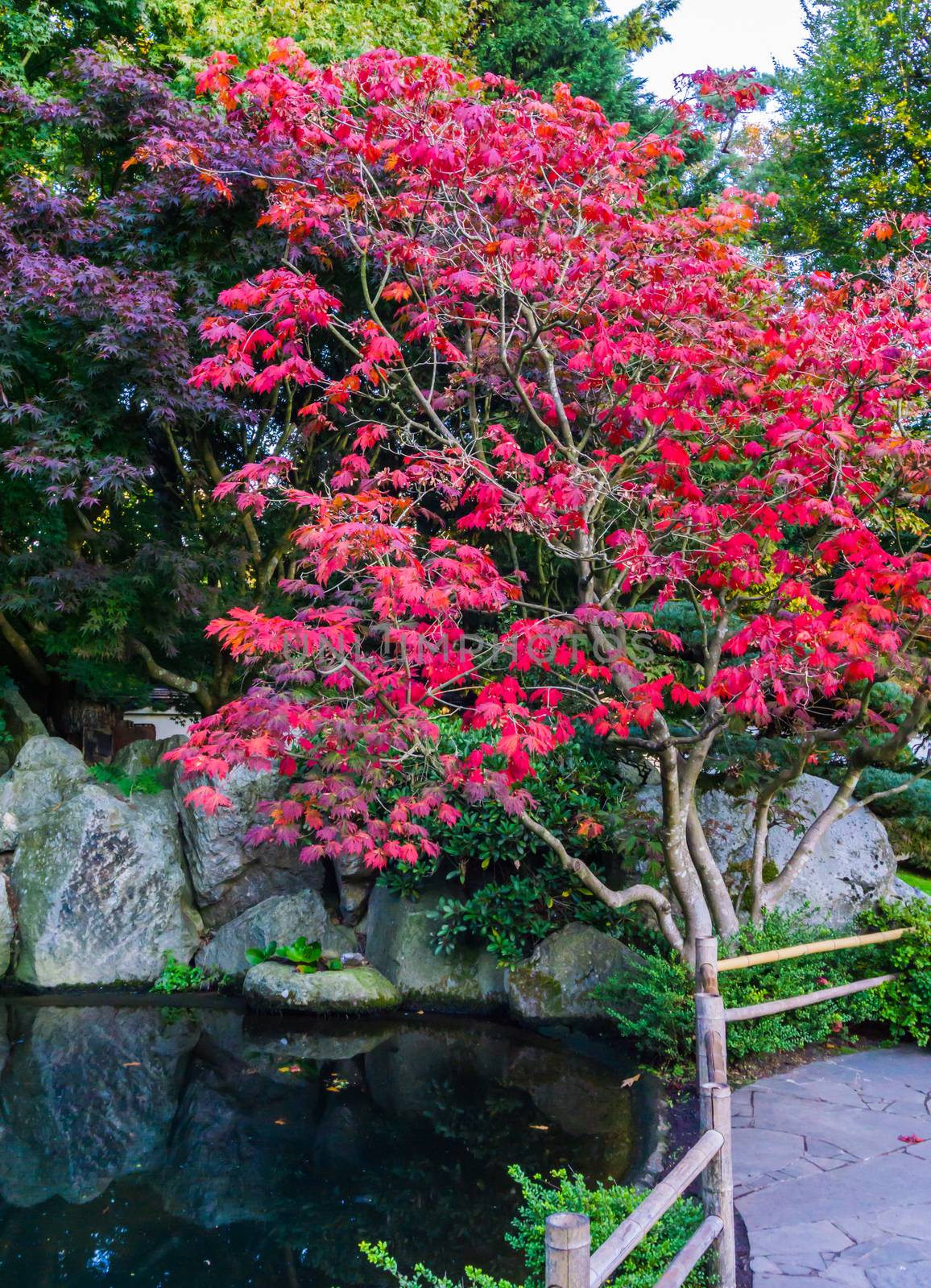 amazing beautiful japanese maple tree with red leaves in a water landscape scenery with rocks autumn season peaceful background by charlottebleijenberg