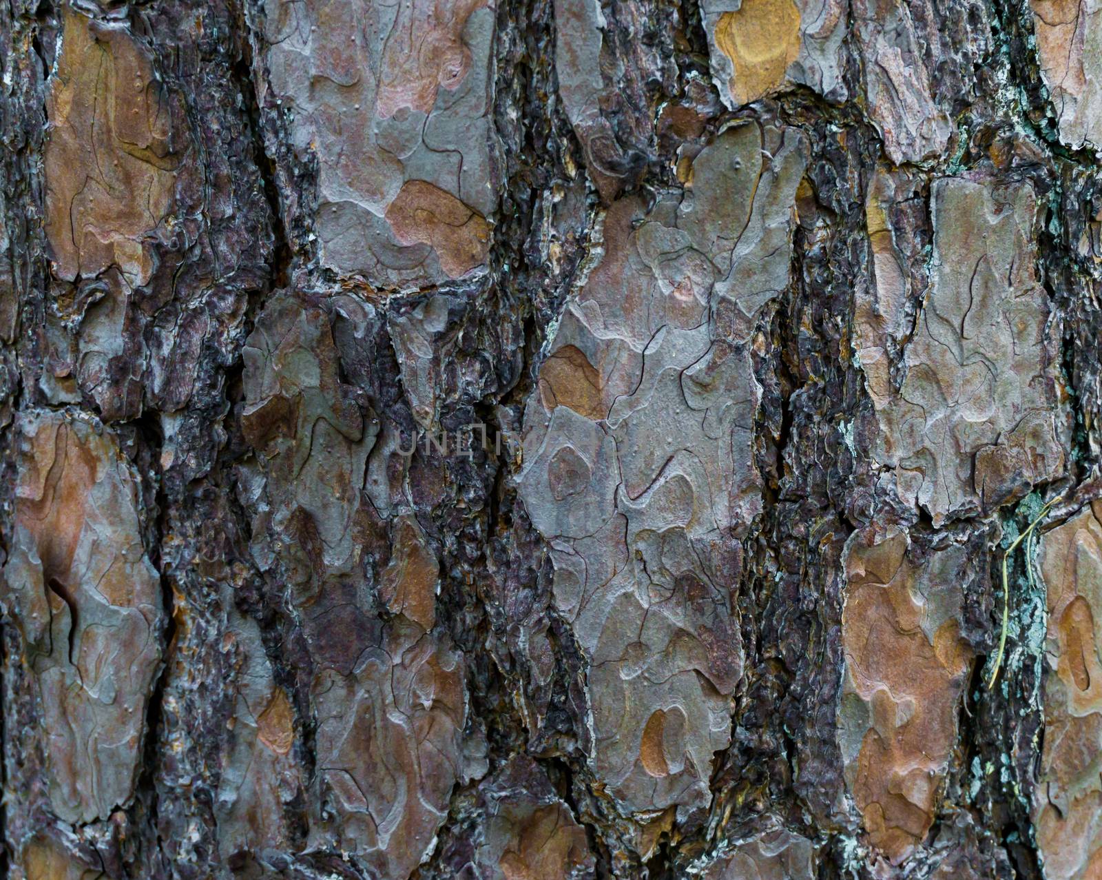 a tree trunk with large bark in macro closeup natural forest background texture