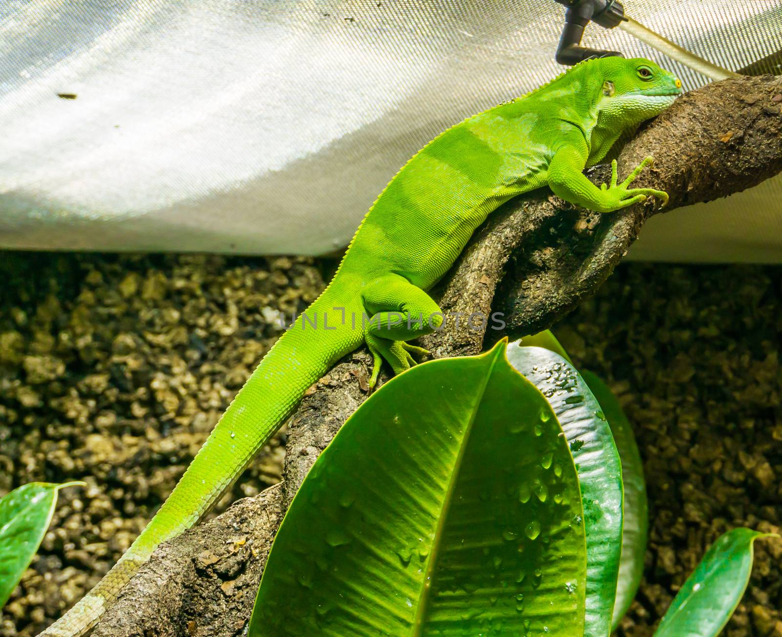 beautiful bright green colored anolis lizard sitting on a twisted tree branch amazing closeup reptile animal portrait by charlottebleijenberg