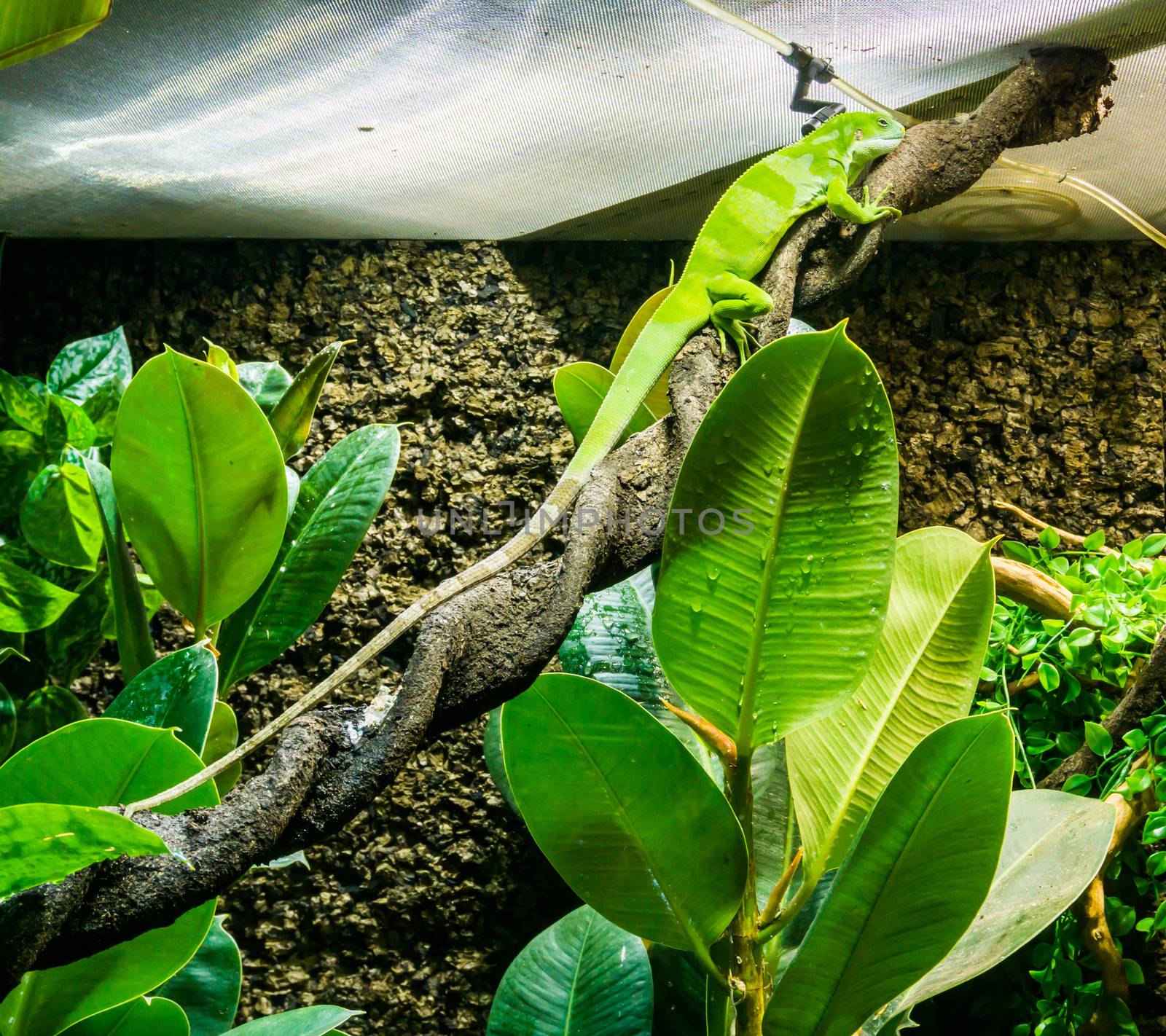 amazing vibrant green anole lizard sitting on a twisted tree branch exotic reptile pet beautiful animal portrait
