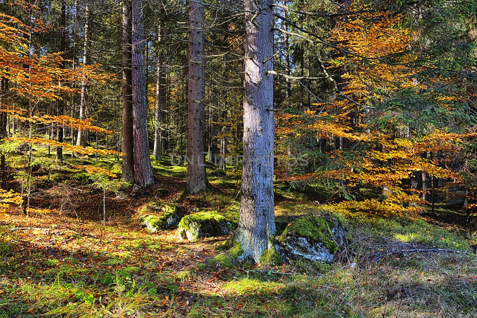 The old spruce forest in falls morning