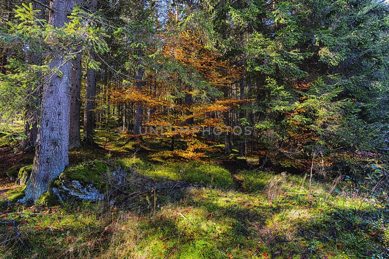 The old spruce forest in falls morning