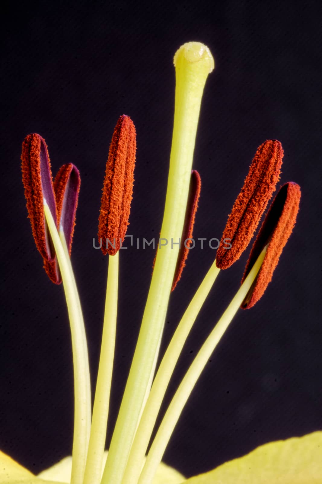 Lily (lilium) close-up by phil_bird