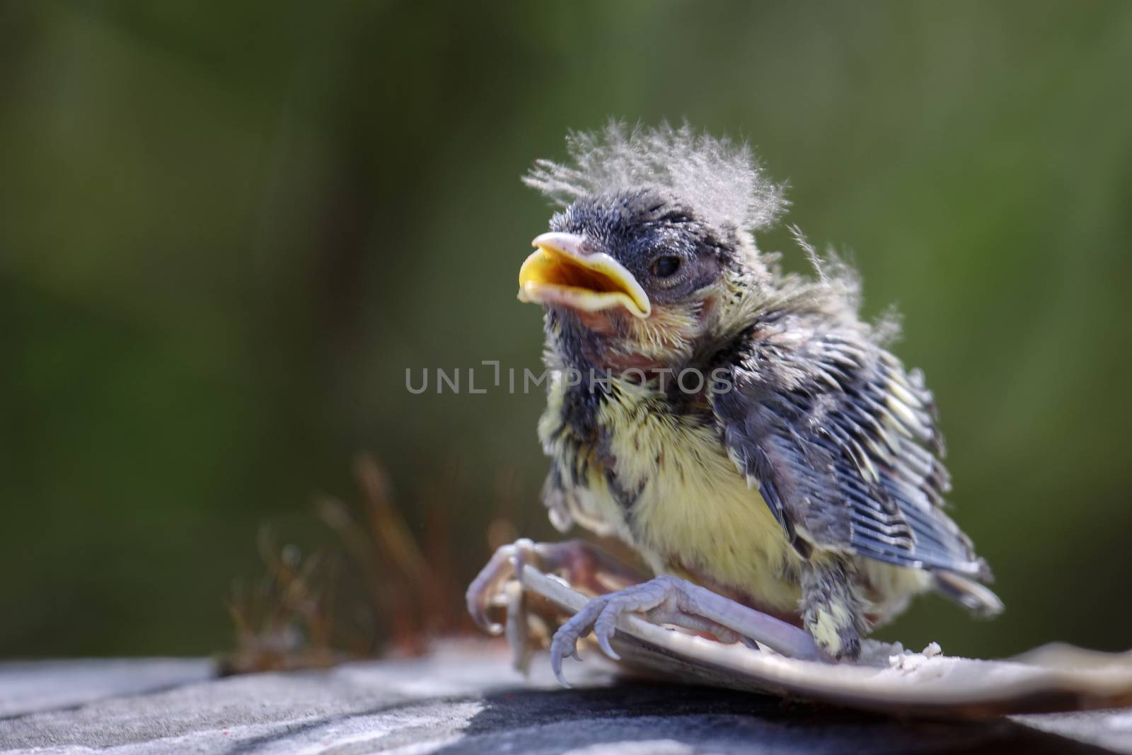 Blue Tit (Cyanistes caeruleus) Fledgling clinging to a piece of bark