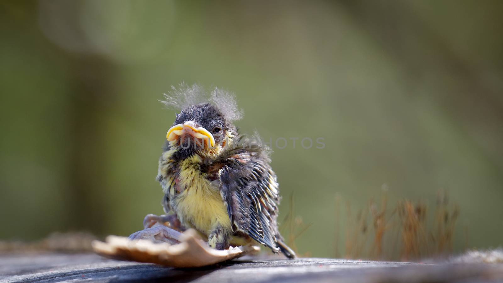Blue Tit (cyanistes caeruleus) fledgling by phil_bird